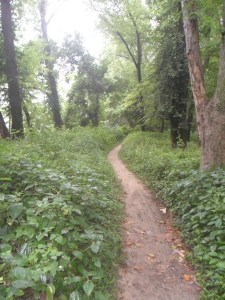 Nettles, nettles, more nettles...hey, trees!