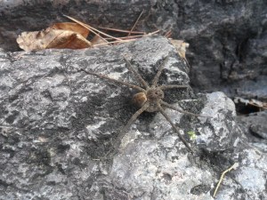 A giant spider--which the internet tells me is a dark fishing spider--that is egg-filled and hardened after once losing a leg (seriously, this spider didn't give a crap).