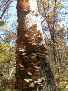 Every good hiking trail needs a tree covered in fungus.