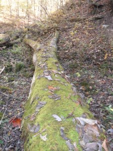 The cave and its creek made a great place to stop and enjoy the scenery.